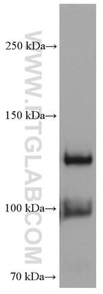 CDH5 Antibody in Western Blot (WB)