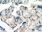 CDH5 Antibody in Immunohistochemistry (Paraffin) (IHC (P))