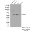 PABPN1 Antibody in Immunoprecipitation (IP)