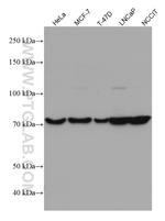 PABPC1/PABP Antibody in Western Blot (WB)