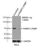 PABPC1/PABP Antibody in Western Blot (WB)