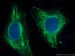 FFAR3 Antibody in Immunocytochemistry (ICC/IF)