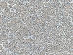 FFAR3 Antibody in Immunohistochemistry (Paraffin) (IHC (P))