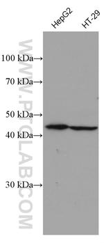 FFAR3 Antibody in Western Blot (WB)