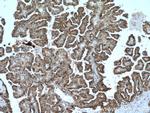 DIO2 Antibody in Immunohistochemistry (Paraffin) (IHC (P))