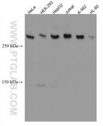 CEP250/C-NAP1 Antibody in Western Blot (WB)