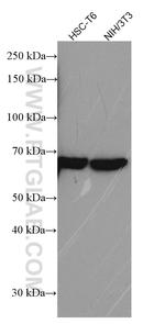 RARS Antibody in Western Blot (WB)