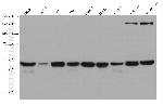 ESRRB Antibody in Western Blot (WB)