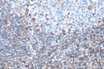 HLA-F Antibody in Immunohistochemistry (Paraffin) (IHC (P))