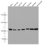 OGT Antibody in Western Blot (WB)