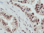 OGT Antibody in Immunohistochemistry (Paraffin) (IHC (P))