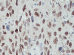 OGT Antibody in Immunohistochemistry (Paraffin) (IHC (P))