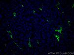 Collagen Type VI Antibody in Immunohistochemistry (PFA fixed) (IHC (PFA))