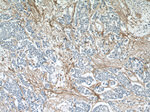 Collagen Type VI Antibody in Immunohistochemistry (Paraffin) (IHC (P))