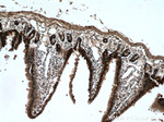 MYH14 Antibody in Immunohistochemistry (Paraffin) (IHC (P))