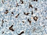 IBA1 Antibody in Immunohistochemistry (Paraffin) (IHC (P))