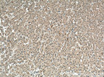 VEGFA Antibody in Immunohistochemistry (Paraffin) (IHC (P))