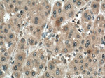 VEGFA Antibody in Immunohistochemistry (Paraffin) (IHC (P))