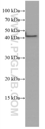 VEGFA Antibody in Western Blot (WB)