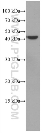 VEGFA Antibody in Western Blot (WB)