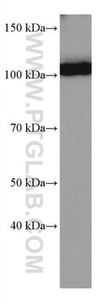 IL-12RB1 Antibody in Western Blot (WB)