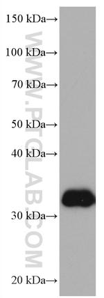 APOE Antibody in Western Blot (WB)