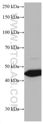 AGER Antibody in Western Blot (WB)