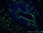 AOC3 Antibody in Immunohistochemistry (Paraffin) (IHC (P))