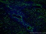 AOC3 Antibody in Immunohistochemistry (Paraffin) (IHC (P))