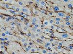 AOC3 Antibody in Immunohistochemistry (Paraffin) (IHC (P))