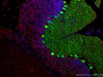 NeuN Antibody in Immunohistochemistry (Paraffin) (IHC (P))