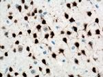 NeuN Antibody in Immunohistochemistry (Paraffin) (IHC (P))