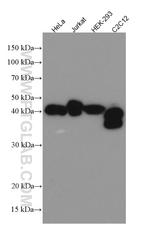 MBNL1 Antibody in Western Blot (WB)