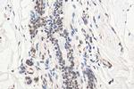 HDAC4 Antibody in Immunohistochemistry (Paraffin) (IHC (P))