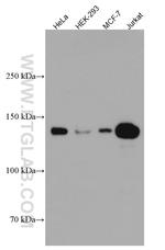 HDAC4 Antibody in Western Blot (WB)