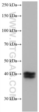 TFPI Antibody in Western Blot (WB)