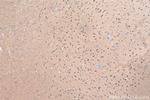 CAMK2 Antibody in Immunohistochemistry (Paraffin) (IHC (P))