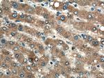 G6PC Antibody in Immunohistochemistry (Paraffin) (IHC (P))