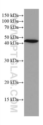 G6PC Antibody in Western Blot (WB)