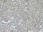 PCK1 Antibody in Immunohistochemistry (Paraffin) (IHC (P))