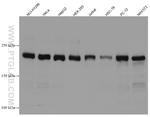 RICTOR Antibody in Western Blot (WB)