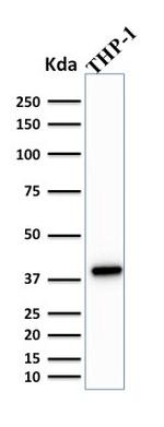 PU.1 (SPI-1) Antibody in Western Blot (WB)