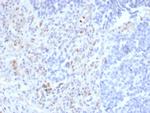 PU.1 (SPI-1) (B-Cell Marker) Antibody in Immunohistochemistry (Paraffin) (IHC (P))