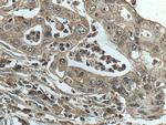 GRB2 Antibody in Immunohistochemistry (Paraffin) (IHC (P))