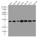 GRB2 Antibody in Western Blot (WB)