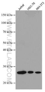 GRB2 Antibody in Western Blot (WB)