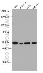 Flotillin 2 Antibody in Western Blot (WB)