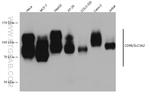 CD98/SLC3A2 Antibody in Western Blot (WB)