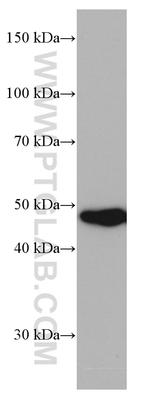 PRMT2 Antibody in Western Blot (WB)