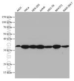 RPS6 Antibody in Western Blot (WB)